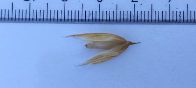 column Spikelet