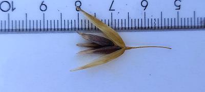 column Spikelet