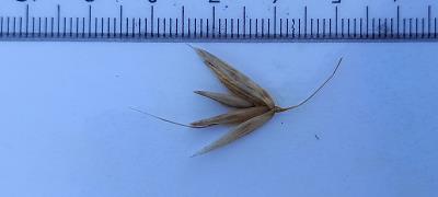 column Spikelet