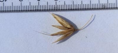 column Spikelet