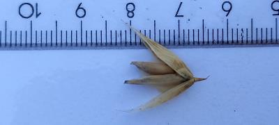 column Spikelet
