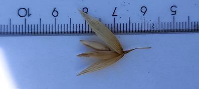column Spikelet