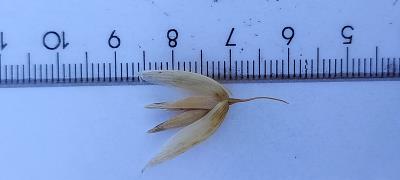 column Spikelet