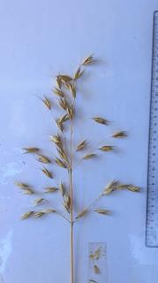 column Panicle