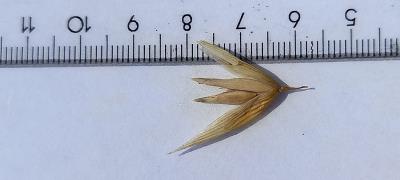 column Spikelet