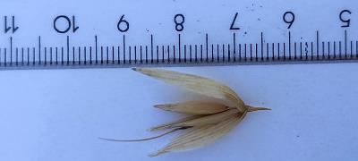 column Spikelet