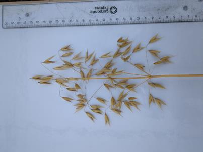 column PANICLE