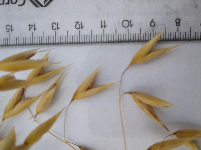 column Spikelet
