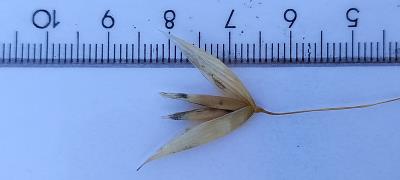 column Spikelet