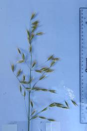 column Panicle