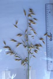 column Panicle