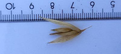 column Spikelet