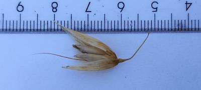 column Spikelet