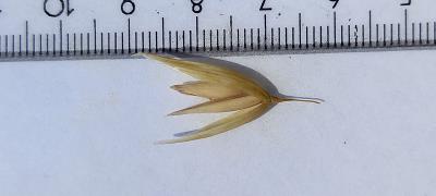 column Spikelet