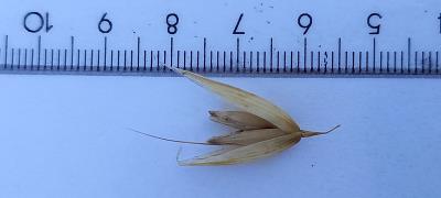 column Spikelet