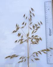 column Panicle