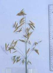 column Panicle