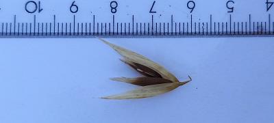 column Spikelet