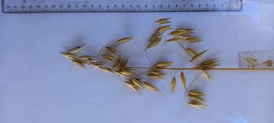 Panicle
