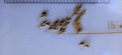 column Panicle