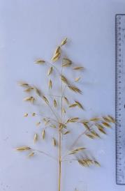 column Panicle