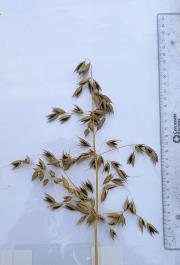Panicle
