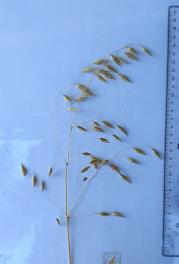 column Panicle