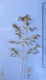 Panicle