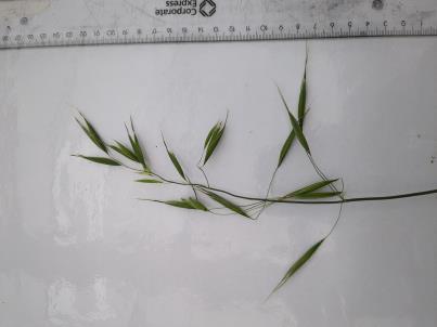 column PANICLE