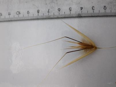 column Spikelet