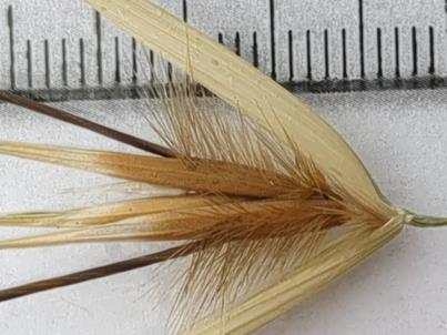 column Spikelet