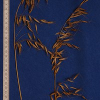 Click for 2 image(s) for this accession. Image