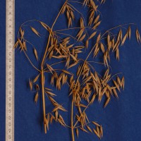 Click for 3 image(s) for this accession. Image