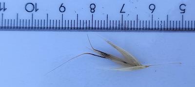 column Spikelet