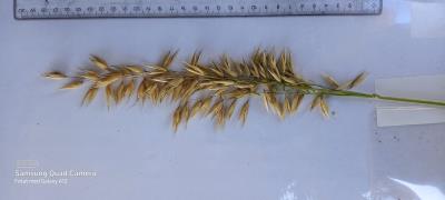 Panicle
