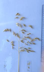 column Panicle