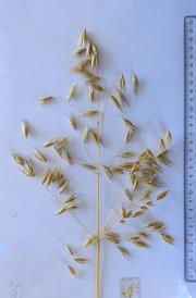 Panicle