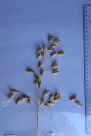 Panicle