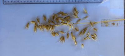 column Panicle
