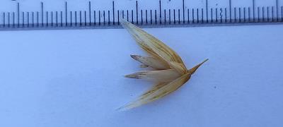 column Spikelet