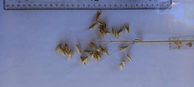 column Panicle