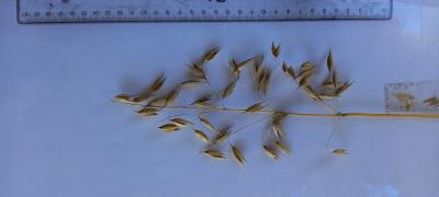 Panicle