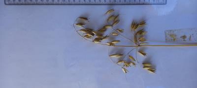 column Panicle