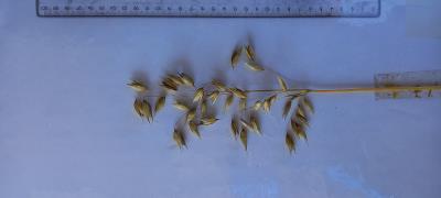 Panicle