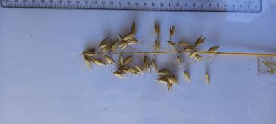 Panicle
