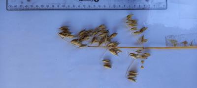 Panicle