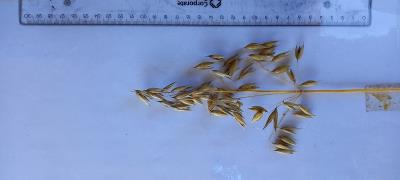 Panicle