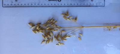 column Panicle