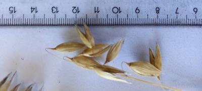 column Panicle