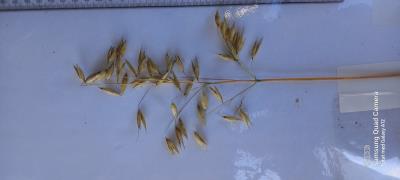 Panicle
